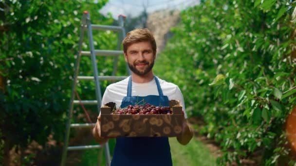 Cseresznyés ládát tartó farmer a zöld nyári kertben. Mezőgazdasági koncepció — Stock videók