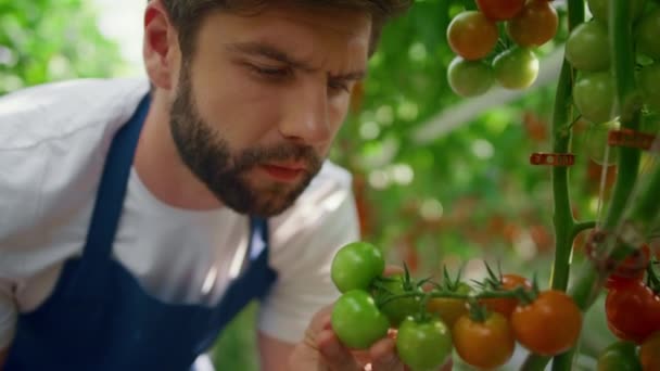 Uomo agricoltore ispezionare pomodori coltivazione in estate verde terreno agricolo ritratto — Video Stock