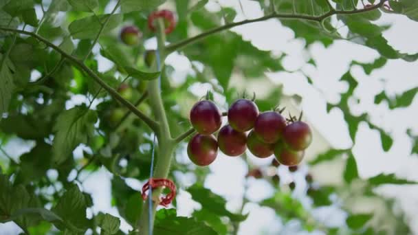 Tallo de la planta vegetal de cereza en el primer plano de temporada soleada. Fondo del proceso de maduración — Vídeos de Stock