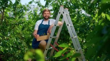 Organik tarım gününde kiraz kutusunu tutan çiftçi. Tarım konsepti