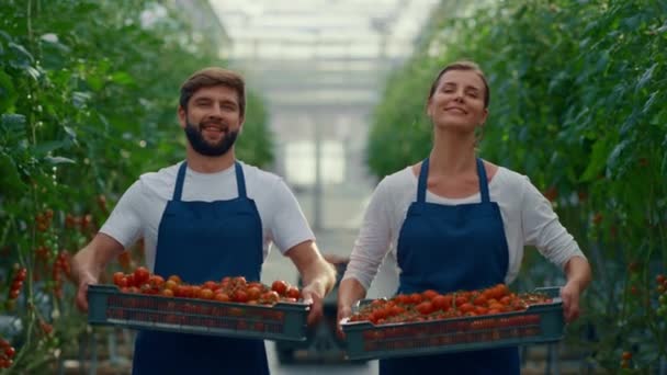 Twee boeren ondernemers tonen groentemandtomaat in plantage huis. — Stockvideo