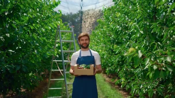 Empresario agricultura cereza bayas Mostrar caja de alimentos orgánicos en huerto de frutas de jardín. — Vídeo de stock