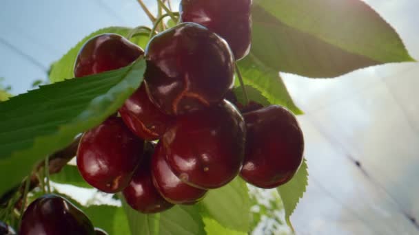 Ripe cherry hanging branch. Sweet berry ripening in summertime garden orchard. — Stock Video