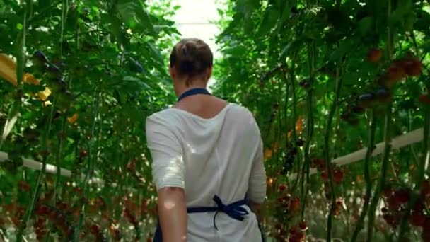 Piantagione di pomodoro donna agricoltore ispezionare il raccolto maturo. — Video Stock