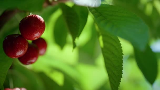 Smakliga röda körsbär gäng hängande träd på nära håll. Begreppet hemodlad rå kost. — Stockvideo