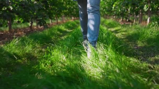 緑の新鮮な草の概念に農地に行く閉鎖庭師の足のプランテーション — ストック動画