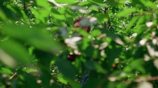 Homme agriculteur marchant sur la plantation cultivant des plantes biologiques vertes en été — Video