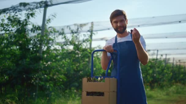 Agronom werknemer met kersen op moderne landbouwgrond. Glimlachende man show bes gewas. — Stockvideo