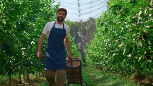 Работник фермы перевозит коробки с урожаем в солнечном впечатляющем саду улыбаясь — стоковое видео
