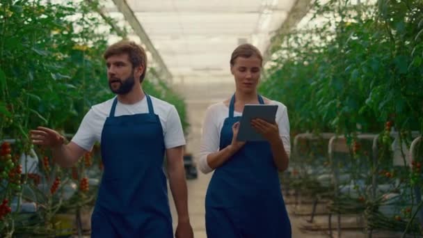 Entreprenör par inspektera grönsaker plantering med hjälp av tablett pad i växthus — Stockvideo