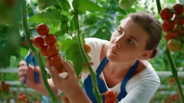 Agronomi gård entreprenör skörda grönsaker på landsbygden plantage hus — Stockvideo