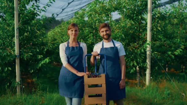 Власники агробізнесу показують вирощування вишневої коробки на плантаціях сонячного саду . — стокове відео