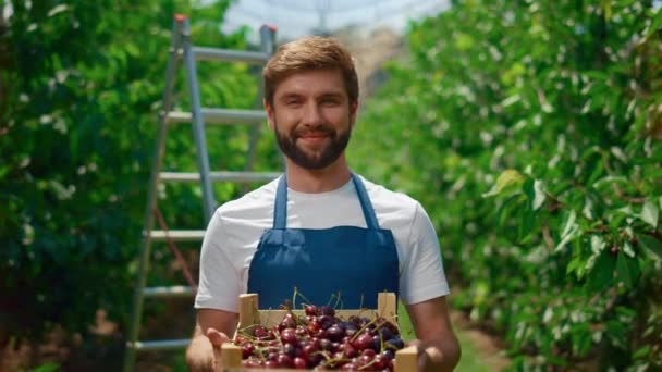 Propietario de agronegocios muestra caja de cerezas alimentos saludables en plantación de frutales. — Vídeos de Stock
