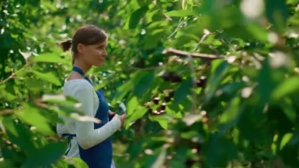 Kvinna agronomen kontrollerar växter kvalitet med tablett i modern grön gård — Stockvideo