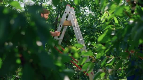 Jordbrukare som samlar frukt skörd i trädgården inspektera kvalitetsnivå tablett — Stockvideo