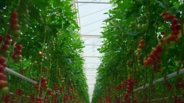 Cultivo de hortalizas en cultivo de invernadero Alimentos orgánicos vegetarianos — Vídeo de stock