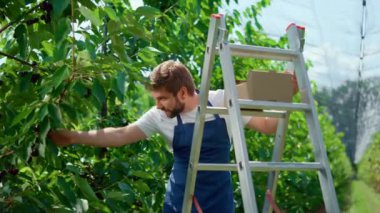 Erkek çiftçi, güneşli bir günde büyük yeşil fidanlıkta taze kırmızı böğürtlen topluyor.