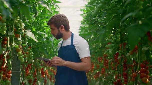 Landwirt überprüft Produktionsstand von Tablettentomaten auf großem Hof — Stockvideo