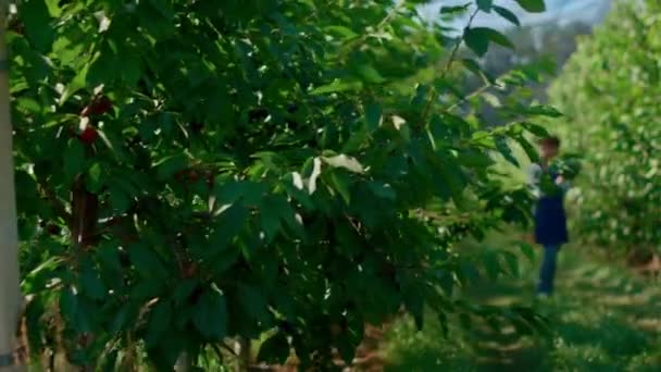 Vrouw botanische specialist controleren bomen groei met tablet in groene plantage — Stockvideo