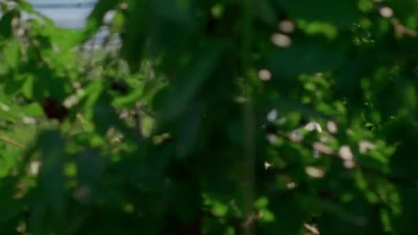 Rolnik zbierający skrzynię jagód na dużej zielonej plantacji koncepcja sezonu letniego — Wideo stockowe