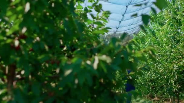 Jordbrukare kvinna kontrollera träd skörd med digital tablett i sommar fruktträdgård — Stockvideo
