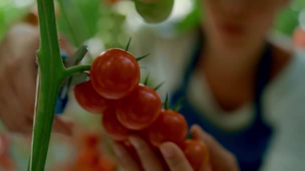 Rolnik przycinający gałązki pomidora z bliska w nowoczesnej koncepcji ekologicznej szklarni — Wideo stockowe