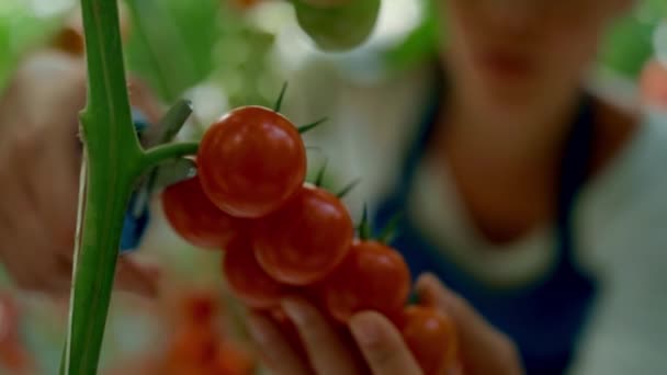 Farmer cutting tomato branches close up in modern ecological greenhouse concept — Stock Video