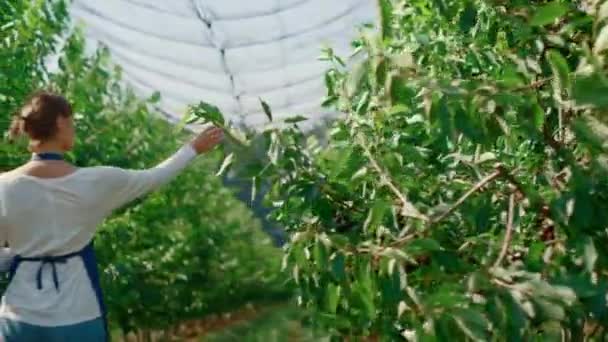 Ботанический специалист, осматривающий рост растений в солнечной оранжерее — стоковое видео