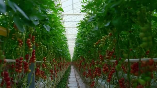 Вид на гілки червоних помідорів, що ростуть на кущах у теплій сучасній теплиці — стокове відео