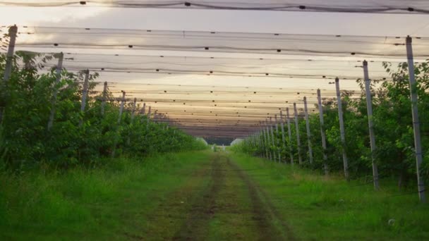 Agronomický statek na plantážích bez lidí. Prázdné zahradní sad pozadí. — Stock video