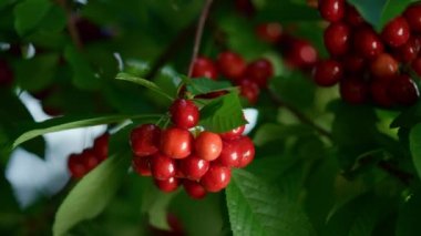 Çiftlik ağacında olgun kiraz dalları. Çiğ kırsal vitamin dut yeme konsepti.