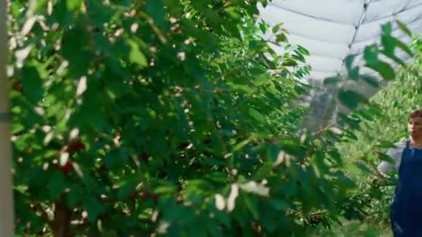 Mujer agricultora analizando la calidad de las plantas con tableta en invernadero soleado moderno — Vídeo de stock