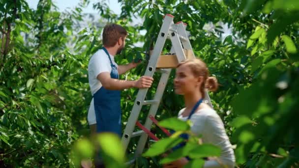 Professionelle Agronomen, die auf Plantagen arbeiten und Beeren sammeln, forschen — Stockvideo