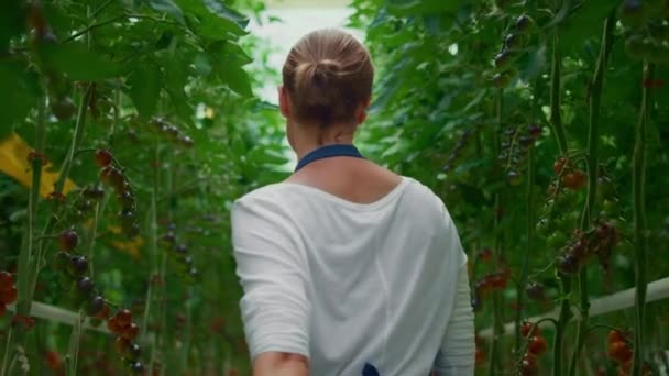 Vrouwelijke landarbeider plantage tomaat teelt. Vegecultuur agro-industrie — Stockvideo
