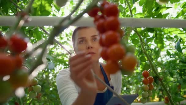 Kvinnlig agronomen kontrollerar tomatproduktionen i växthus med tablettporträtt — Stockvideo