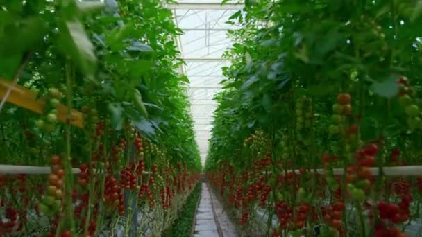 Plantas de tomate processo de cultivo em grande verde conceito plantação ensolarada — Vídeo de Stock