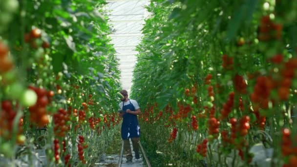 Собственник агропромышленного оборудования контролирует процесс сбора помидоров на плантациях — стоковое видео