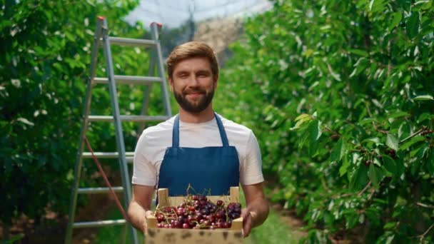 Agricultor de alimentos presenta cosecha de cerezo en plantación de invernadero agroindustrial. — Vídeos de Stock
