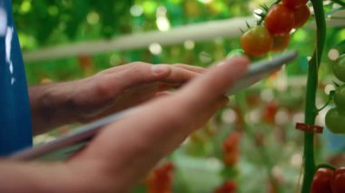 Yakın plan çiftçi çiftlikteki sebzelerin kalitesini teknolojik tabletle kontrol ediyor