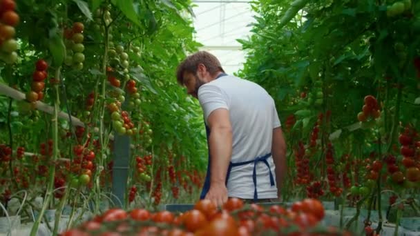 Фермер, перевозящий красные помидоры в коробке, проверяет качество продукции на ферме — стоковое видео