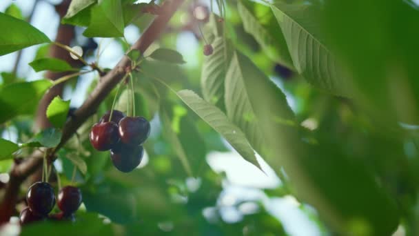 緑の生態農場の閉鎖に日光の下で桜を集める庭師の手 — ストック動画
