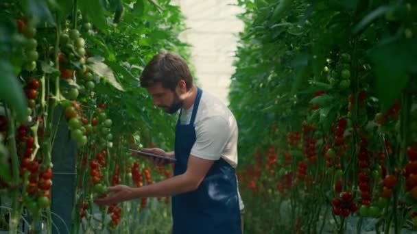 Agricultor recogiendo tabletas de investigación cultivando verduras en la granja tecnológica — Vídeos de Stock