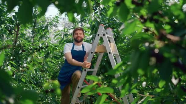 Hombre jardinero trabajador posando en verde grande bayas plantación soleado cálido verano día — Vídeo de stock