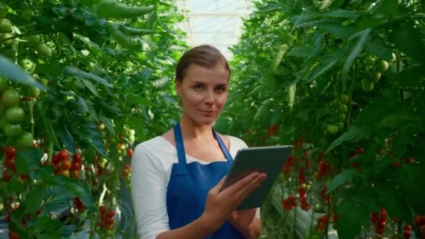 Botanical scientist doing research tablet cultivation tomatoes in greenhouse — Stock Video