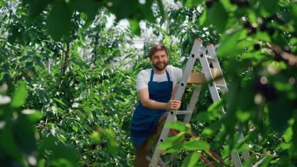 Власник агропромислового комплексу ящик для збору фруктів на зеленій плантації літній день — стокове відео