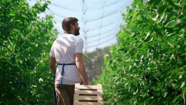 Operaio della piantagione che trasporta scatole con raccolta di frutta fresca in serra — Video Stock