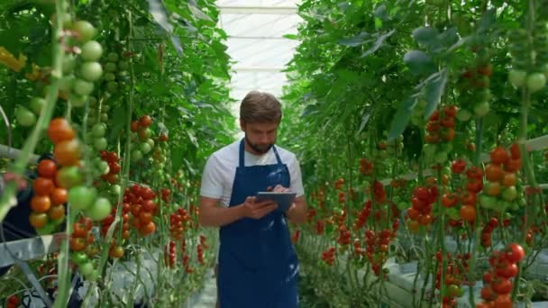 Botanik uzmanlığı tableti, tarım domateslerinin kalitesini denetliyor. — Stok video