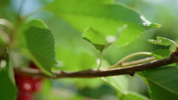 Cherry fruit tree branch shining in orchard closeup. Healthy countryside harvest — Stock Video