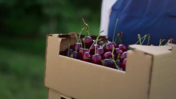 Skrzynia z dojrzałymi wiśniami. Rolnik niesie kosz ze słodką jagodą na plantacji. — Wideo stockowe