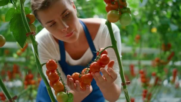 Landbouwarbeider oogst rode verse tomaten takken in zonnige kas. — Stockvideo